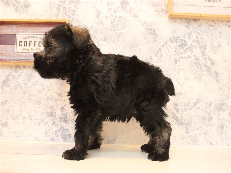 埼玉県のミニチュアシュナウザー (ワンラブ埼玉寄居店/2025年9月2日生まれ/男の子/ソルトペッパー)の子犬の3枚目の画像