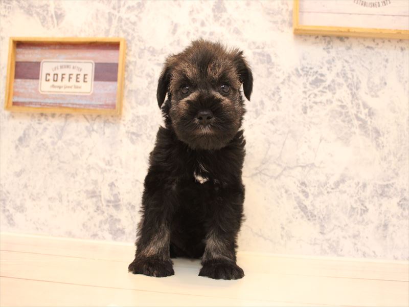 埼玉県のミニチュアシュナウザー (ワンラブ埼玉寄居店/2025年9月2日生まれ/男の子/ソルトペッパー)の子犬の2枚目の画像