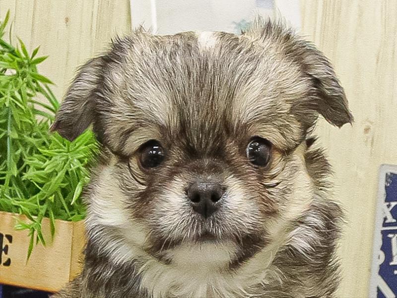 静岡県のチワワ(ロング) (ワンラブららぽーと沼津店/2025年8月31日生まれ/男の子/フォーンホワイト)の子犬の1枚目の画像