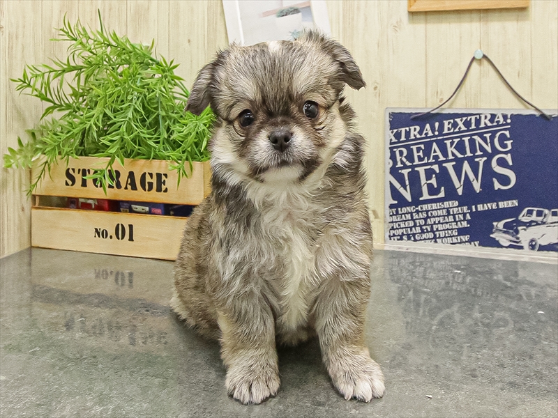 静岡県のチワワ(ロング) (ワンラブららぽーと沼津店/2025年8月31日生まれ/男の子/フォーンホワイト)の子犬の3枚目の画像