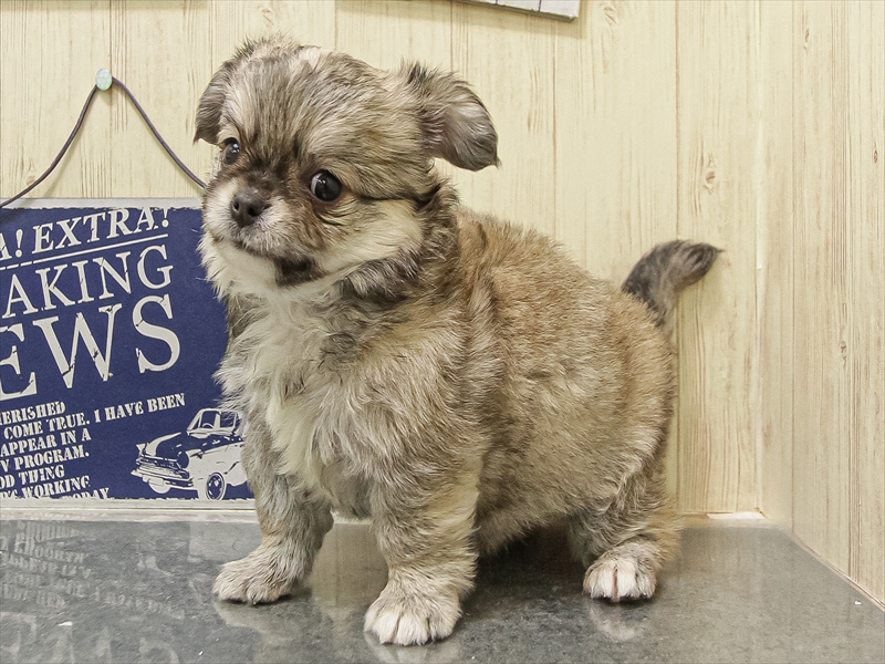 静岡県のチワワ(ロング) (ワンラブららぽーと沼津店/2025年8月31日生まれ/男の子/フォーンホワイト)の子犬の2枚目の画像