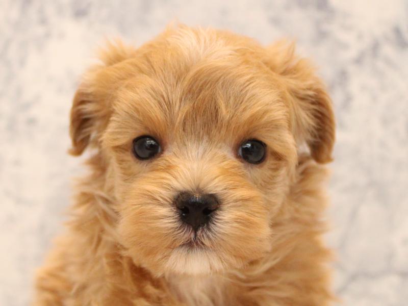 埼玉県のマルプー(マルチーズ×プードル) (ワンラブ埼玉寄居店/2025年8月31日生まれ/男の子/アプリコット)の子犬