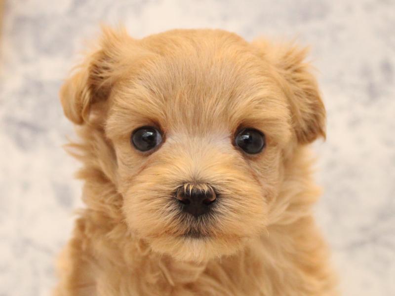 埼玉県のマルプー(マルチーズ×プードル) (ワンラブ埼玉寄居店/2025年9月1日生まれ/男の子/アプリコット)の子犬の1枚目の画像