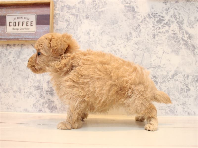 埼玉県のマルプー(マルチーズ×プードル) (ワンラブ埼玉寄居店/2025年9月1日生まれ/男の子/アプリコット)の子犬の3枚目の画像