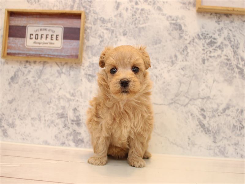 埼玉県のマルプー(マルチーズ×プードル) (ワンラブ埼玉寄居店/2025年9月1日生まれ/男の子/アプリコット)の子犬の2枚目の画像
