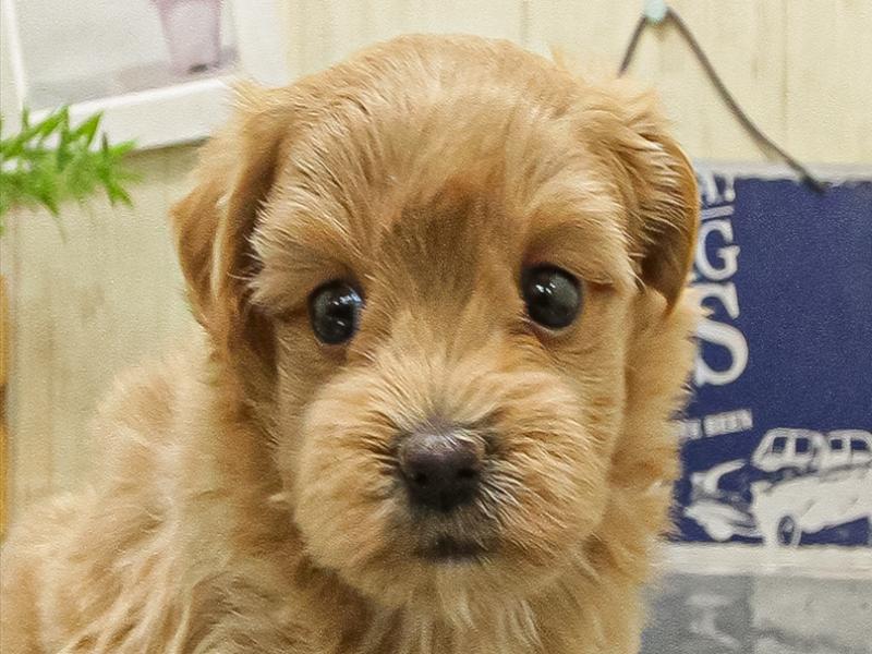 大阪府のマルプー(マルチーズ×プードル) (ワンラブアリオ鳳店/2025年9月1日生まれ/女の子/アプリコット)の子犬の1枚目の画像