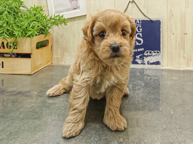 大阪府のマルプー(マルチーズ×プードル) (ワンラブアリオ鳳店/2025年9月1日生まれ/女の子/アプリコット)の子犬の3枚目の画像