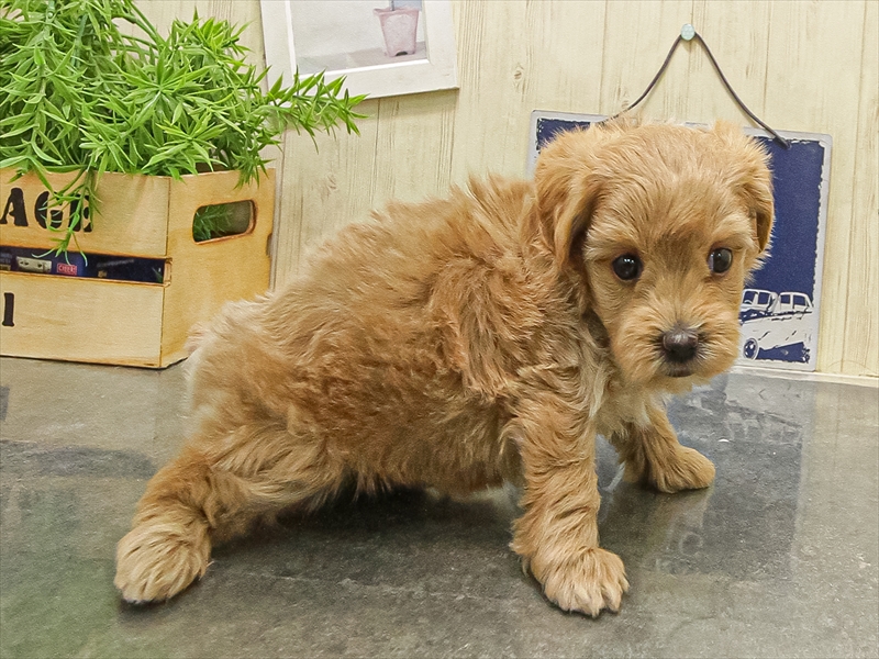 大阪府のマルプー(マルチーズ×プードル) (ワンラブアリオ鳳店/2025年9月1日生まれ/女の子/アプリコット)の子犬の2枚目の画像