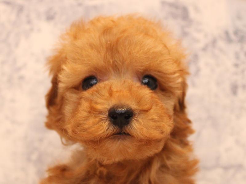 埼玉県のトイプードル(トイ) (ワンラブ埼玉寄居店/2025年9月1日生まれ/男の子/レッド)の子犬の1枚目の画像