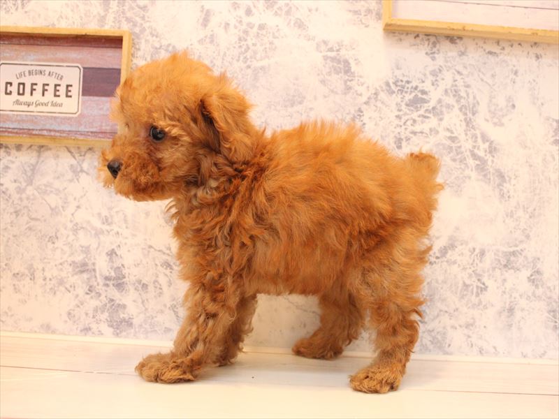 埼玉県のトイプードル(トイ) (ワンラブ埼玉寄居店/2025年9月1日生まれ/男の子/レッド)の子犬の3枚目の画像