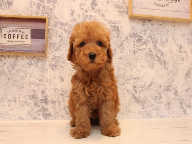 埼玉県のトイプードル(トイ) (ワンラブ埼玉寄居店/2025年9月1日生まれ/男の子/レッド)の子犬の2枚目の画像