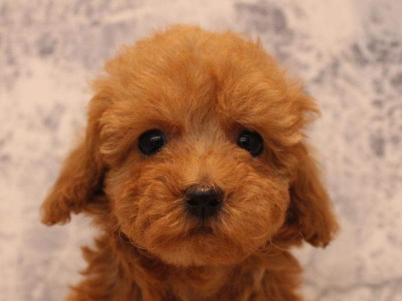 埼玉県のトイプードル(トイ) (ワンラブ埼玉寄居店/2025年9月1日生まれ/女の子/レッド)の子犬