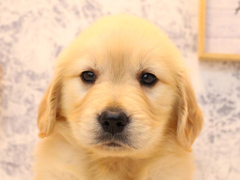 神奈川県のゴールデンレトリバー (ワンラブTHE OUTLETS  湘南平塚店/2025年9月2日生まれ/女の子/ゴールデン)の子犬の1枚目の画像