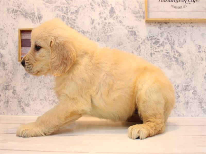 神奈川県のゴールデンレトリバー (ワンラブTHE OUTLETS  湘南平塚店/2025年9月2日生まれ/女の子/ゴールデン)の子犬の3枚目の画像