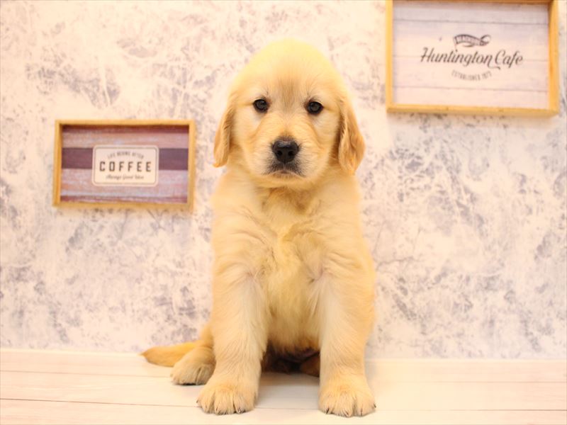 神奈川県のゴールデンレトリバー (ワンラブTHE OUTLETS  湘南平塚店/2025年9月2日生まれ/女の子/ゴールデン)の子犬の2枚目の画像