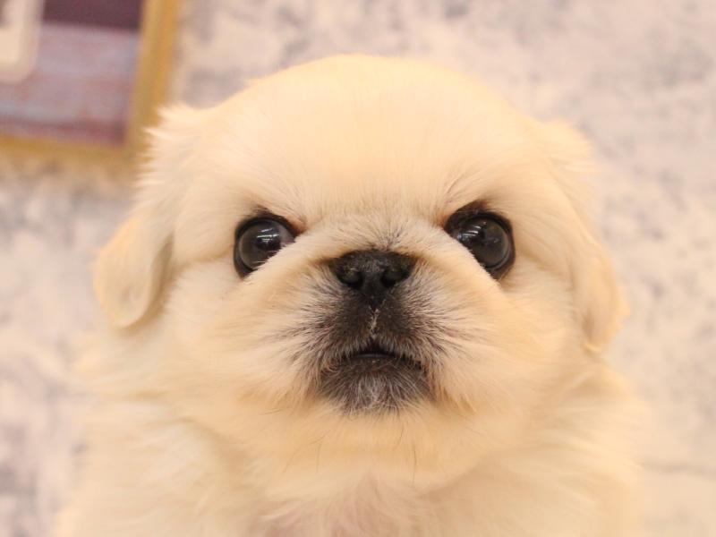 埼玉県のペキニーズ (ワンラブ埼玉寄居店/2025年9月1日生まれ/男の子/クリーム)の子犬の1枚目の画像