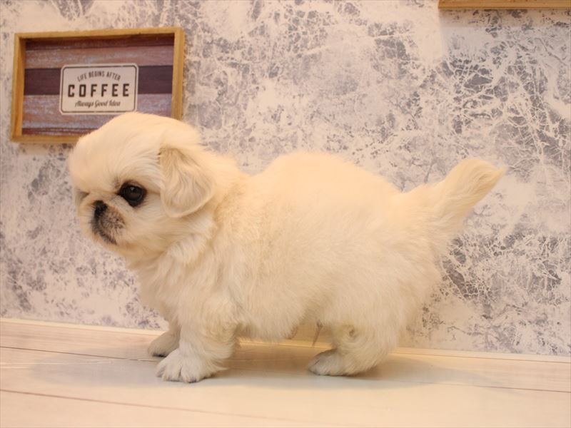 埼玉県のペキニーズ (ワンラブ埼玉寄居店/2025年9月1日生まれ/男の子/クリーム)の子犬の3枚目の画像