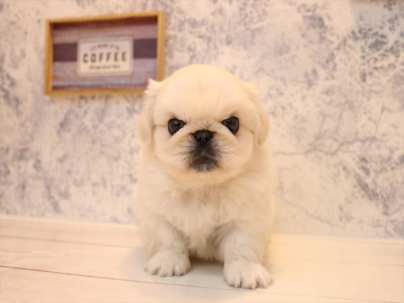 埼玉県のペキニーズ (ワンラブ埼玉寄居店/2025年9月1日生まれ/男の子/クリーム)の子犬の2枚目の画像