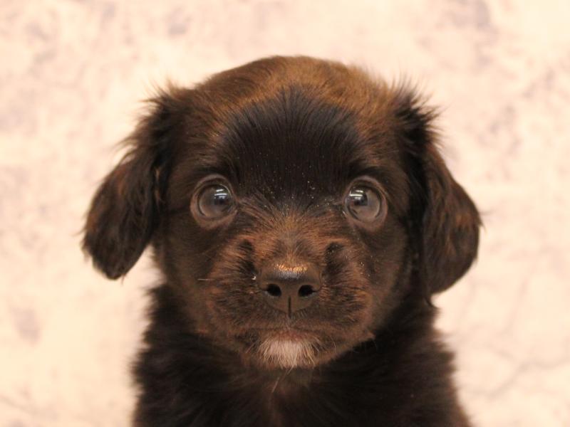 埼玉県のチワックス(チワワ×ダックス) (ワンラブ埼玉寄居店/2025年9月1日生まれ/女の子/ブラックホワイト)の子犬の1枚目の画像