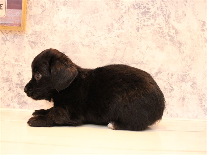 埼玉県のチワックス(チワワ×ダックス) (ワンラブ埼玉寄居店/2025年9月1日生まれ/女の子/ブラックホワイト)の子犬の3枚目の画像