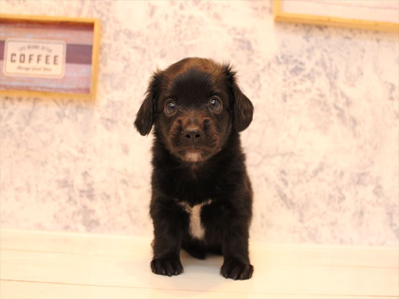 埼玉県のチワックス(チワワ×ダックス) (ワンラブ埼玉寄居店/2025年9月1日生まれ/女の子/ブラックホワイト)の子犬の2枚目の画像