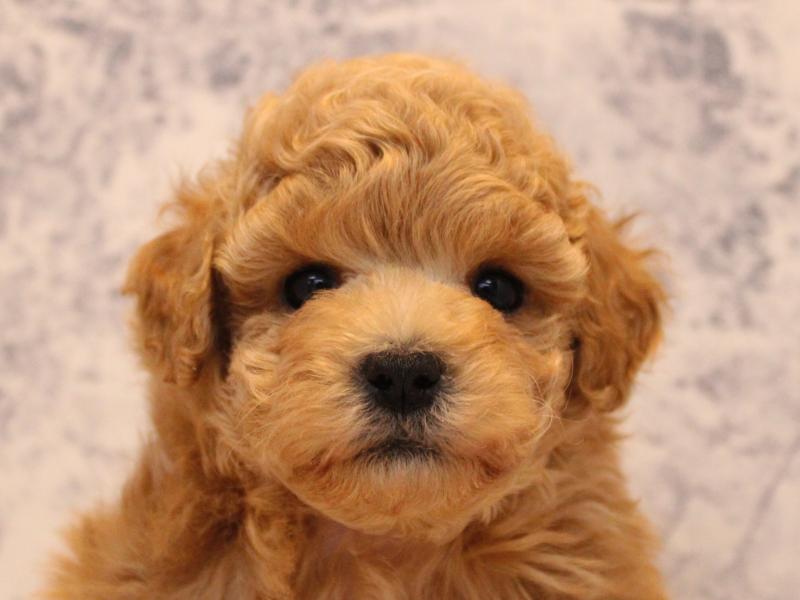 埼玉県のトイプードル(トイ) (ワンラブ埼玉寄居店/2025年9月2日生まれ/男の子/アプリコット)の子犬の1枚目の画像