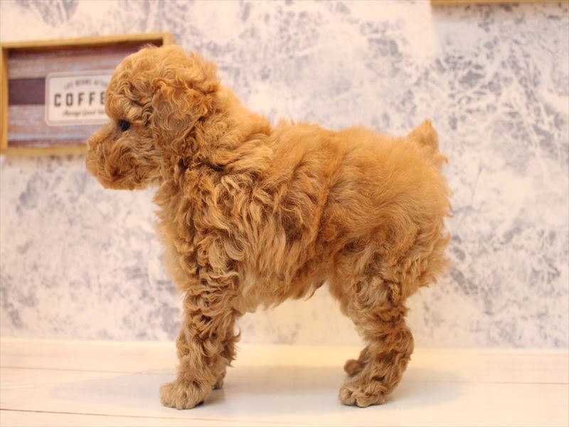 埼玉県のトイプードル(トイ) (ワンラブ埼玉寄居店/2025年9月2日生まれ/男の子/アプリコット)の子犬の3枚目の画像