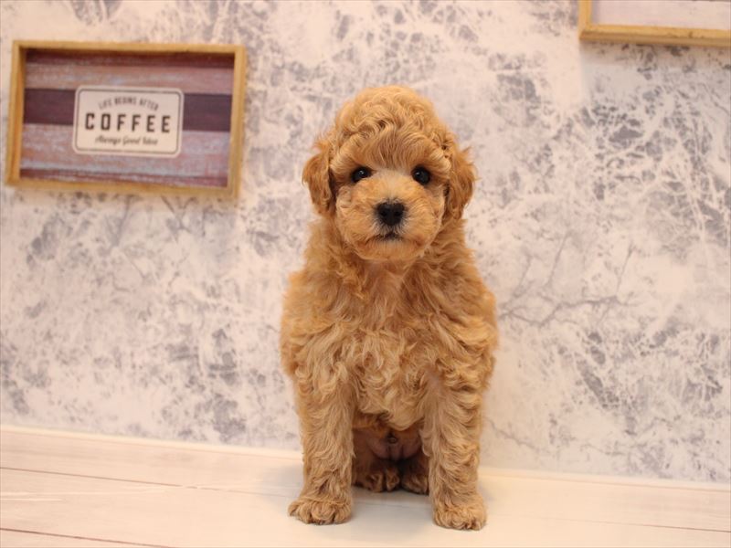 埼玉県のトイプードル(トイ) (ワンラブ埼玉寄居店/2025年9月2日生まれ/男の子/アプリコット)の子犬の2枚目の画像