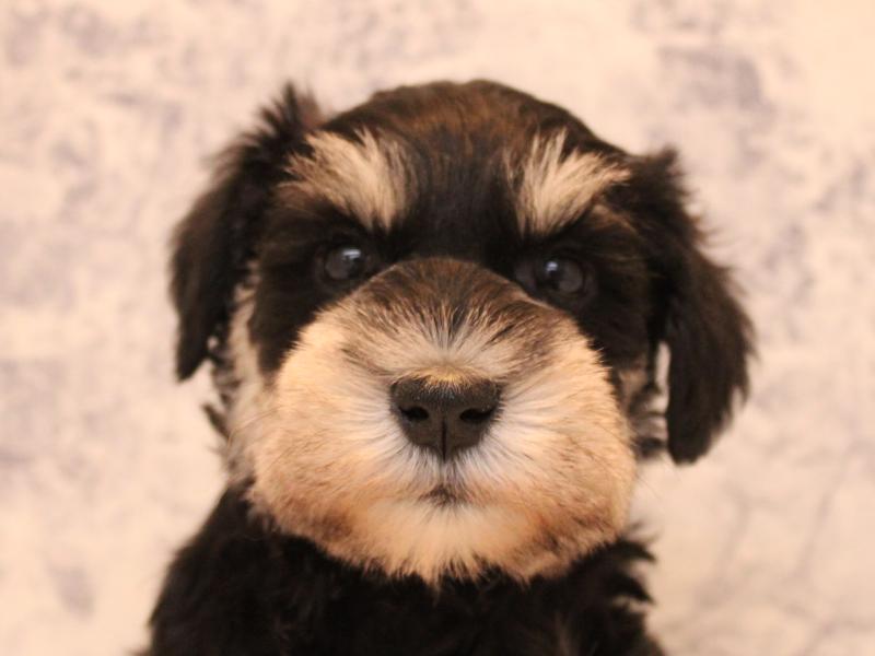 埼玉県のミニチュアシュナウザー (ワンラブ埼玉寄居店/2025年9月1日生まれ/男の子/ブラックシルバー)の子犬の1枚目の画像