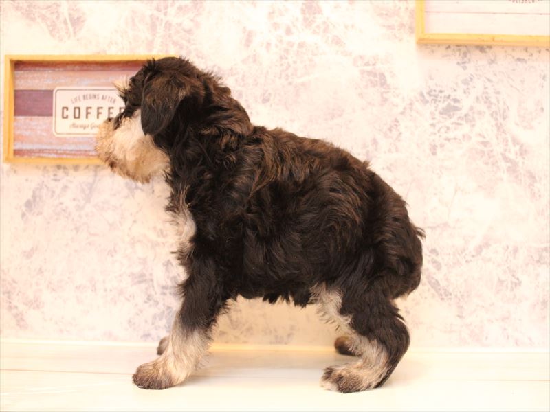 埼玉県のミニチュアシュナウザー (ワンラブ埼玉寄居店/2025年9月1日生まれ/男の子/ブラックシルバー)の子犬の3枚目の画像