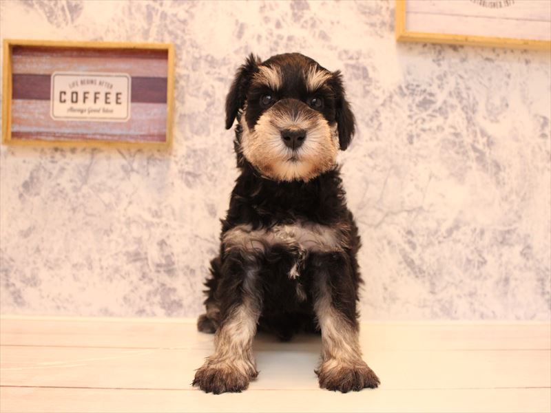 埼玉県のミニチュアシュナウザー (ワンラブ埼玉寄居店/2025年9月1日生まれ/男の子/ブラックシルバー)の子犬の2枚目の画像