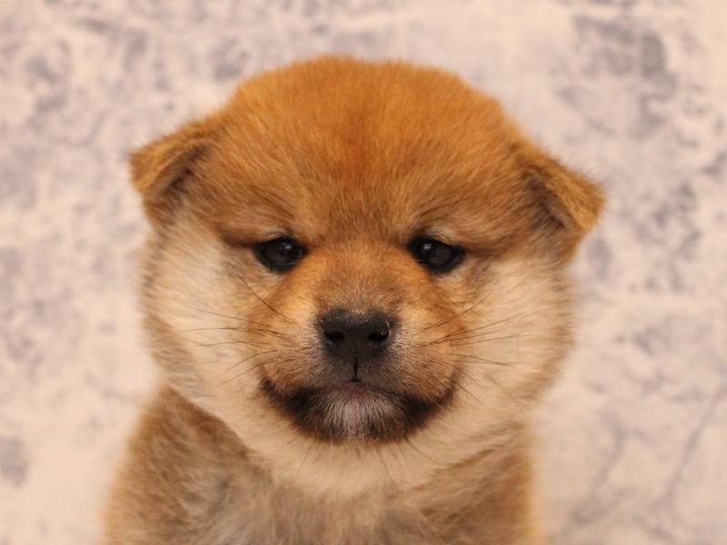 埼玉県の柴犬(標準サイズ) (ワンラブ埼玉寄居店/2025年9月1日生まれ/男の子/赤)の子犬の1枚目の画像