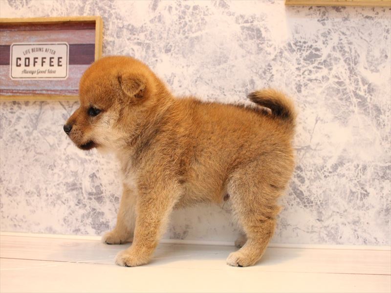 埼玉県の柴犬(標準サイズ) (ワンラブ埼玉寄居店/2025年9月1日生まれ/男の子/赤)の子犬の3枚目の画像
