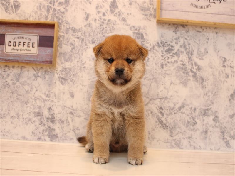 埼玉県の柴犬(標準サイズ) (ワンラブ埼玉寄居店/2025年9月1日生まれ/男の子/赤)の子犬の2枚目の画像