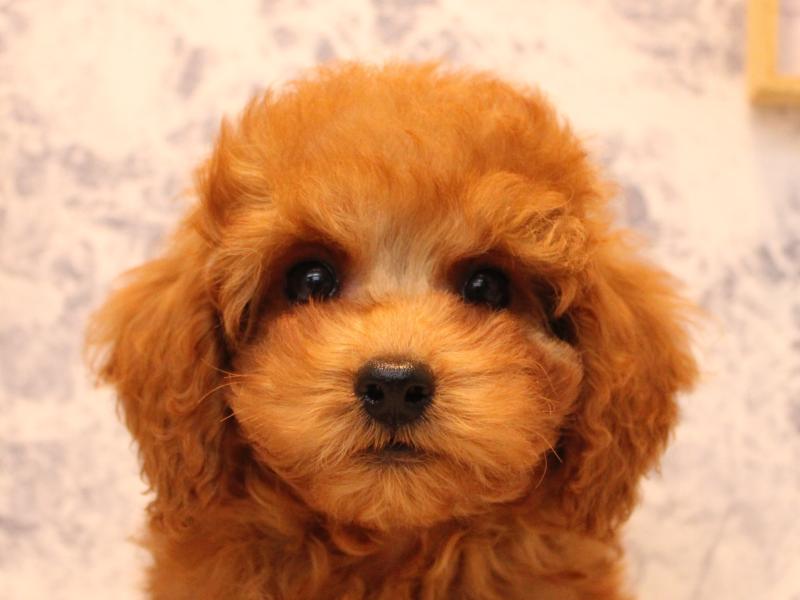 埼玉県のトイプードル(トイ) (ワンラブ埼玉寄居店/2025年8月25日生まれ/男の子/レッド)の子犬