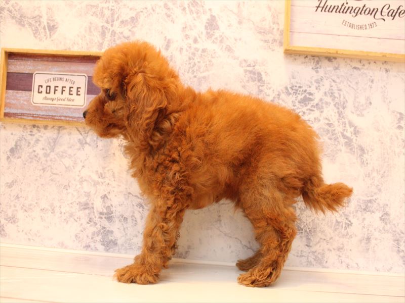 埼玉県のトイプードル(トイ) (ワンラブ埼玉寄居店/2025年8月25日生まれ/男の子/レッド)の子犬の3枚目の画像