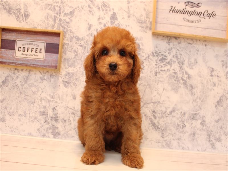 埼玉県のトイプードル(トイ) (ワンラブ埼玉寄居店/2025年8月25日生まれ/男の子/レッド)の子犬の2枚目の画像