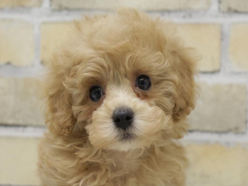 福岡県のトイプードル(トイ) (ワンラブ福岡総本店/2025年8月30日生まれ/女の子/アプリコット)の子犬の1枚目の画像