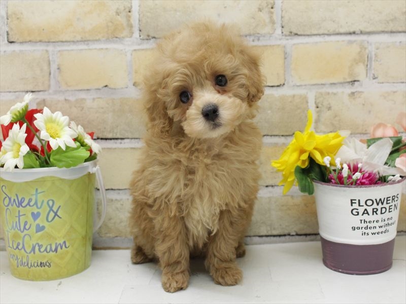 福岡県のトイプードル(トイ) (ワンラブ福岡総本店/2025年8月30日生まれ/女の子/アプリコット)の子犬の3枚目の画像