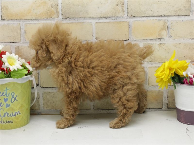 福岡県のトイプードル(トイ) (ワンラブ福岡総本店/2025年8月30日生まれ/女の子/アプリコット)の子犬の2枚目の画像