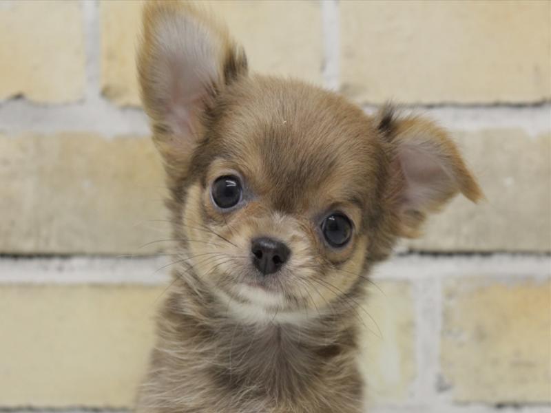 熊本県のチワワ(ロング) (ワンラブイオンタウン西熊本店/2025年8月31日生まれ/女の子/ブルーフォーンホワイト)の子犬の1枚目の画像