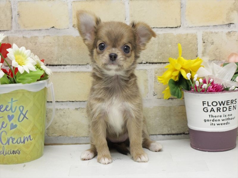 熊本県のチワワ(ロング) (ワンラブイオンタウン西熊本店/2025年8月31日生まれ/女の子/ブルーフォーンホワイト)の子犬の3枚目の画像