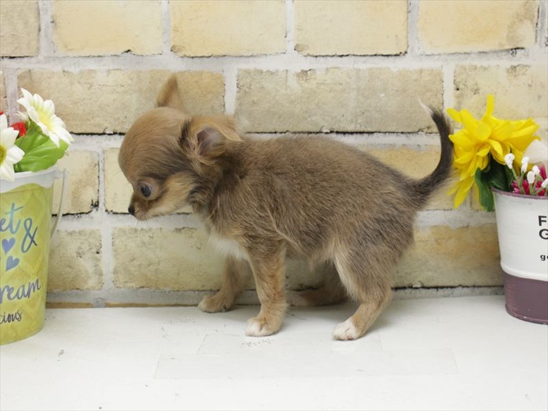 熊本県のチワワ(ロング) (ワンラブイオンタウン西熊本店/2025年8月31日生まれ/女の子/ブルーフォーンホワイト)の子犬の2枚目の画像