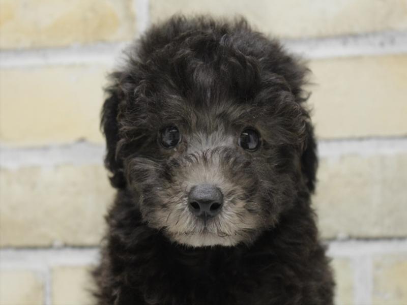 福岡県のトイプードル(トイ) (ワンラブ福岡総本店/2025年8月31日生まれ/男の子/シルバー)の子犬の1枚目の画像