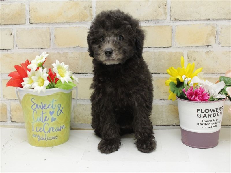 福岡県のトイプードル(トイ) (ワンラブ福岡総本店/2025年8月31日生まれ/男の子/シルバー)の子犬の3枚目の画像