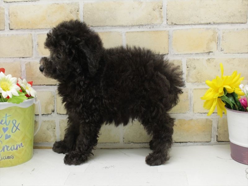 福岡県のトイプードル(トイ) (ワンラブ福岡総本店/2025年8月31日生まれ/男の子/シルバー)の子犬の2枚目の画像