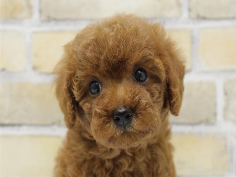 山口県のトイプードル(トイ) (ワンラブおのだサンパーク店/2025年9月2日生まれ/女の子/レッド)の子犬の1枚目の画像