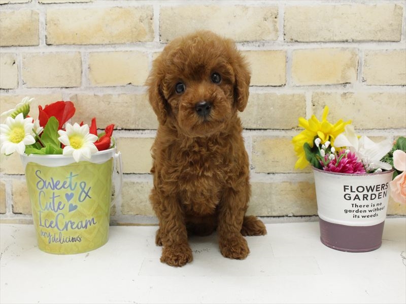 山口県のトイプードル(トイ) (ワンラブおのだサンパーク店/2025年9月2日生まれ/女の子/レッド)の子犬の3枚目の画像