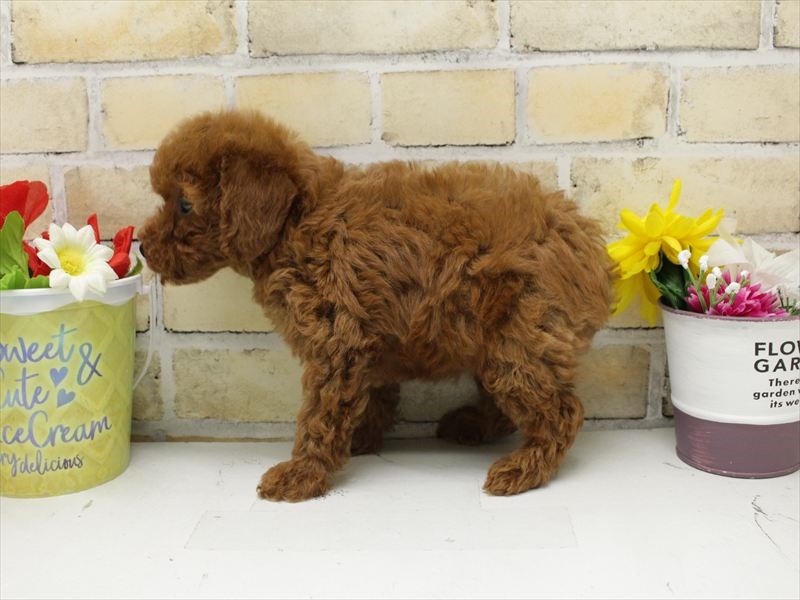 山口県のトイプードル(トイ) (ワンラブおのだサンパーク店/2025年9月2日生まれ/女の子/レッド)の子犬の2枚目の画像