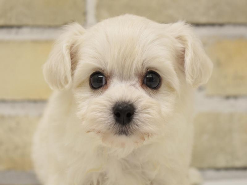 福岡県のチワプー/プーチー(チワワ×プードル) (ワンラブ福岡総本店/2025年9月1日生まれ/男の子/クリーム)の子犬の1枚目の画像